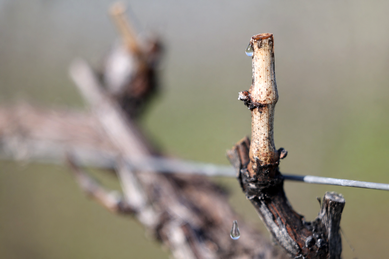 Close-up of a pruned grapevine spur with a fresh cut end and a droplet of sap (&ldquo;bleeding&rdquo;) hanging from the tip, with blurred vineyard background.